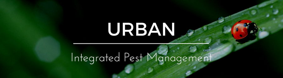 Urban IPM Decorative Urban IPM banner, ladybug on a blade of grass