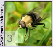 Quiz image 3: flying insects with eyes so large they nearly touch