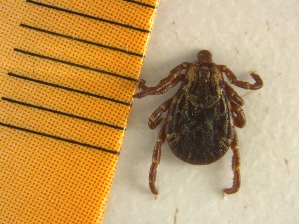 This photo shows a brownish/reddish Rocky Mountain wood tick next to a ruler with a length of about 5mm.