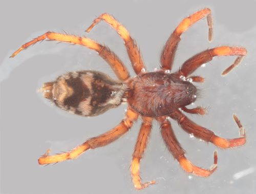 This figure shows an up-close image of a Parson spider.