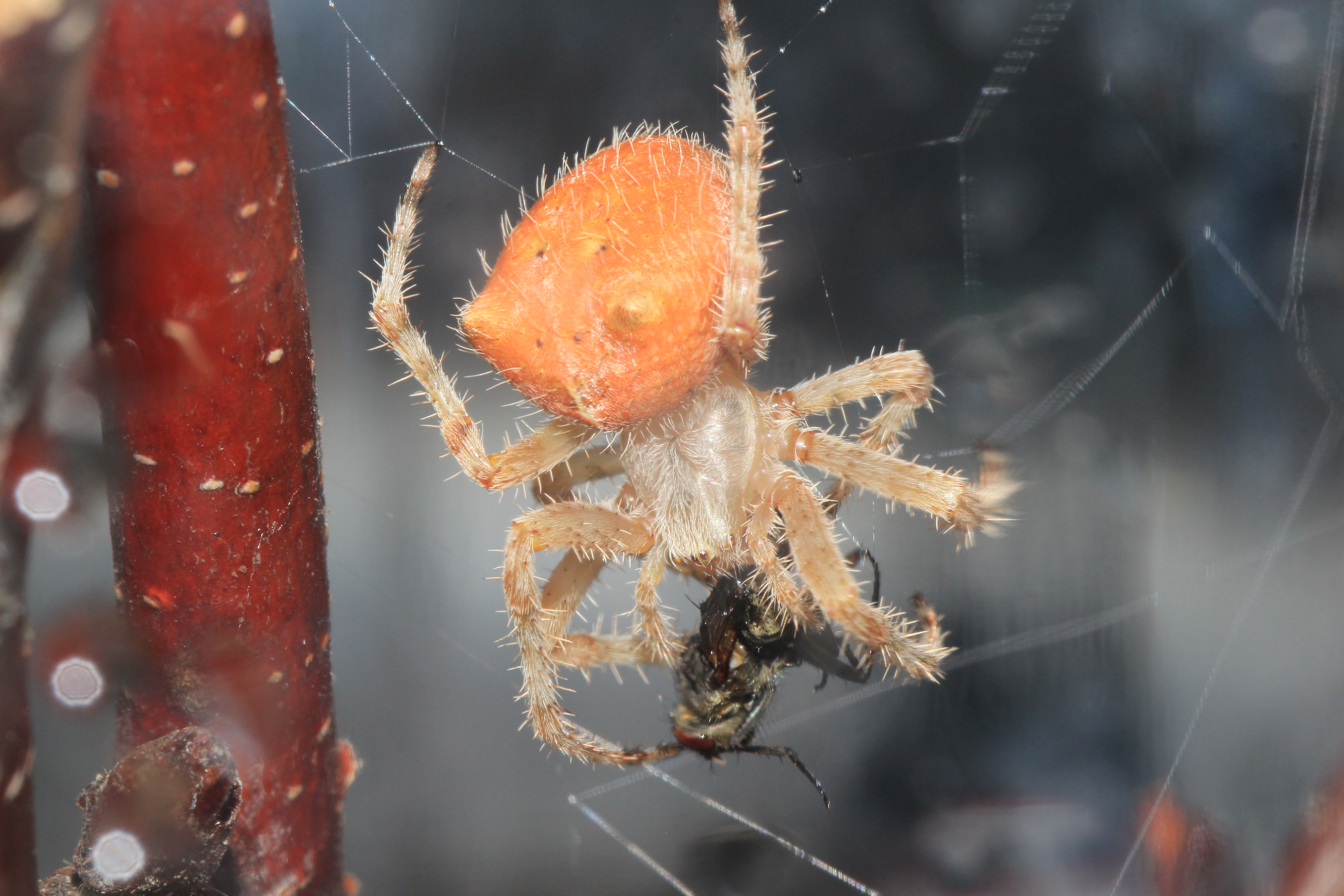 This figure shows an up-close photo of a female cat-faced spider.