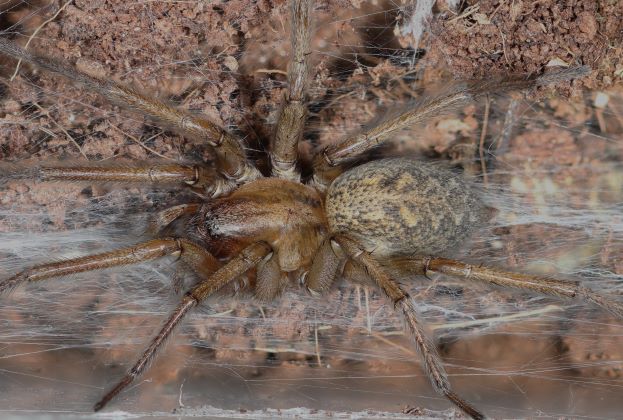 Up-close photo of a female hobo spider.