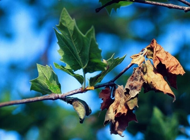 Shoots on a deciduous tree dying back due to anthracnose