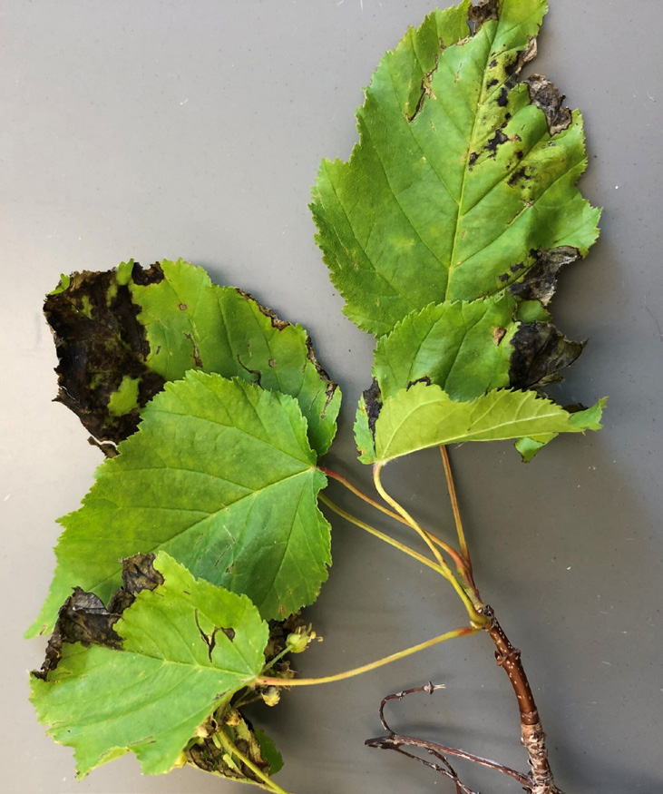 More necrotic areas on leaves.