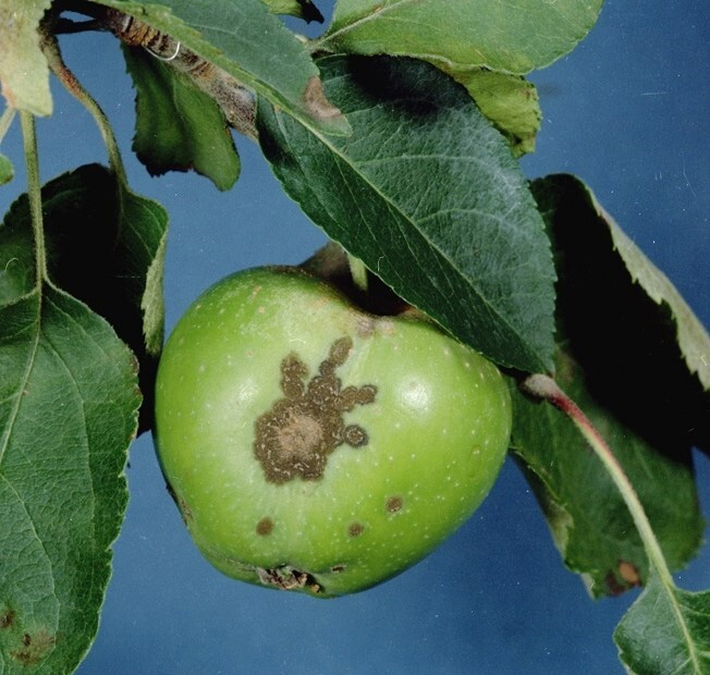 lesions caused by Apple Scab on the fruit