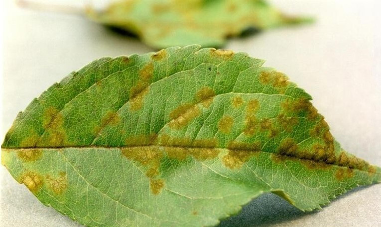Brown lesions on a green apple leaf caused by apple scab.
