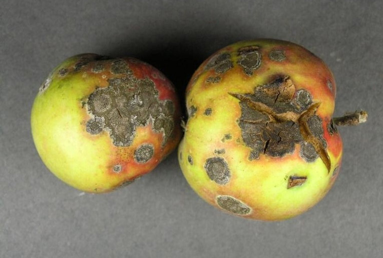 Expanding lesions and cracks on apples.