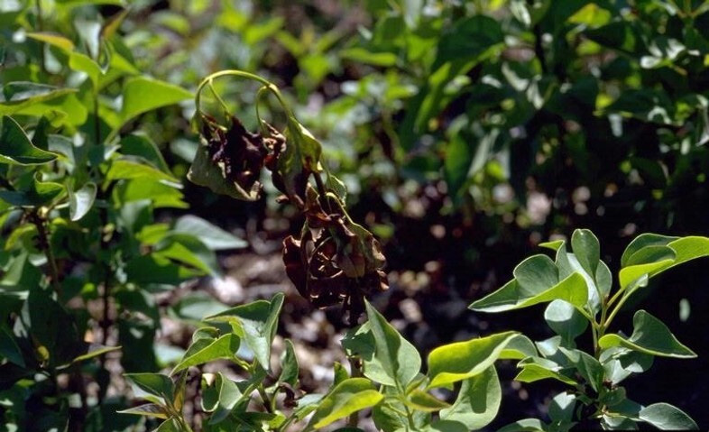 Shoot dieback caused by bacterial infection