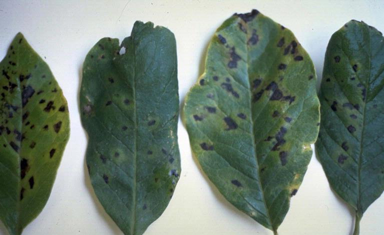 Leaves lined up in order to display dark brown leaf spots caused by bacterial blight. 