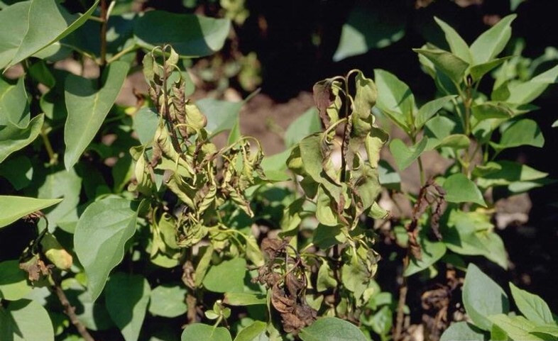 Young lilac shoots wilted and brown due to bacterial blight