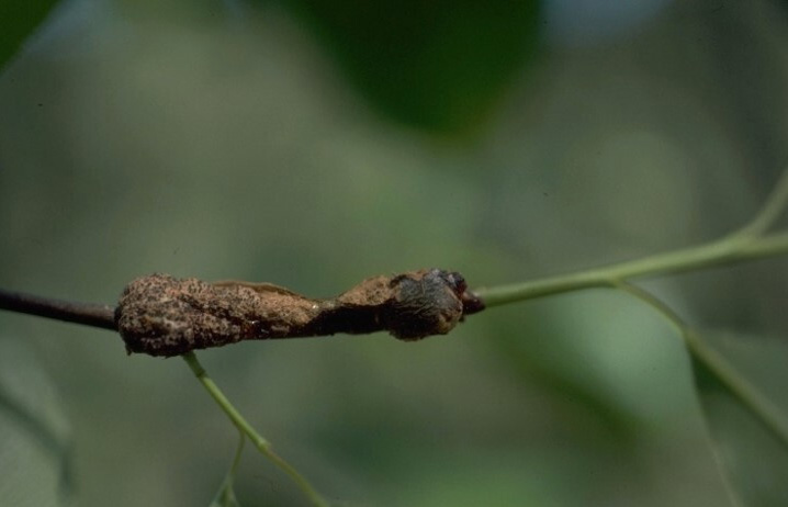 A black knot gall developing on a young shoot