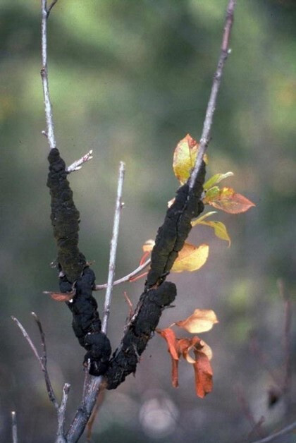 Mature black knot galls surrounding branches and causing dieback