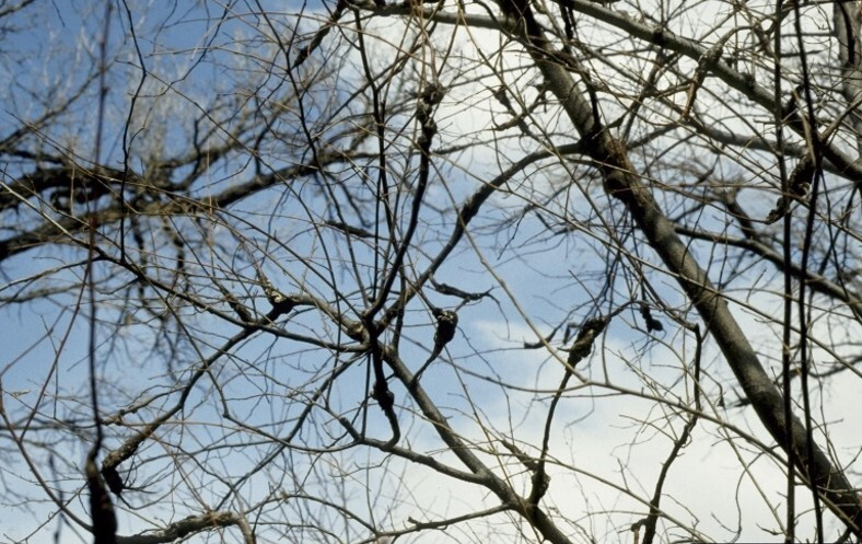 Tree with multiple black knot galls