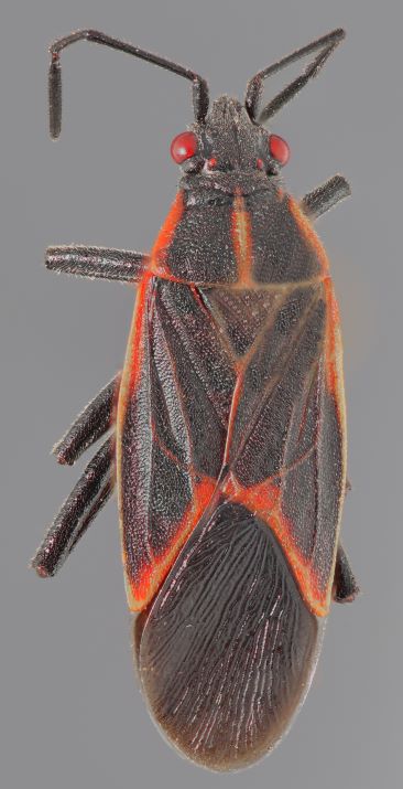 An image of a boxelder bug. It is orange and black.