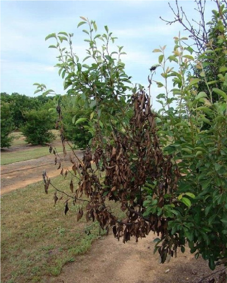 Dieback of branches due to fire blight infection