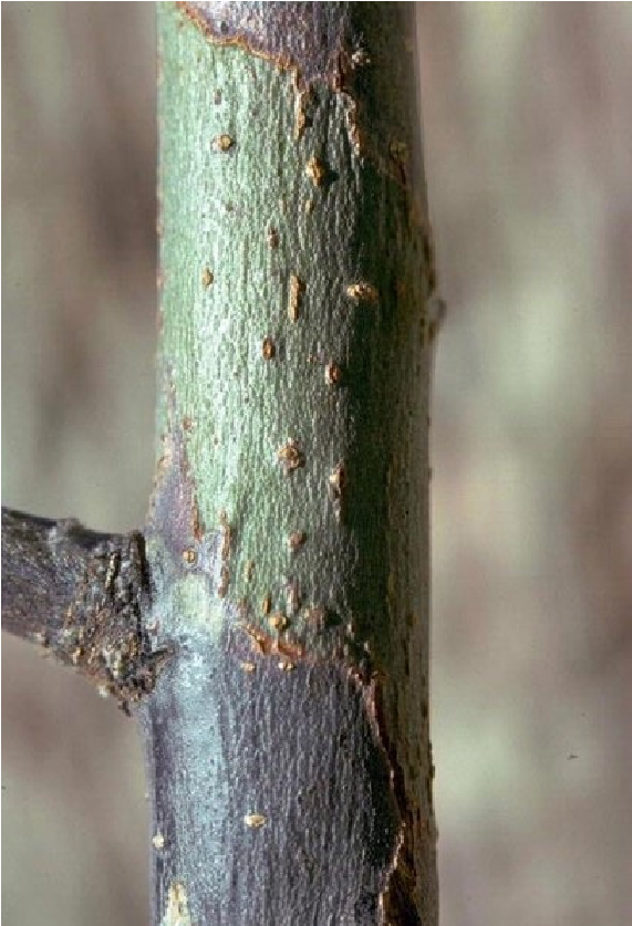 Dark sunken canker indicates a fire blight infection