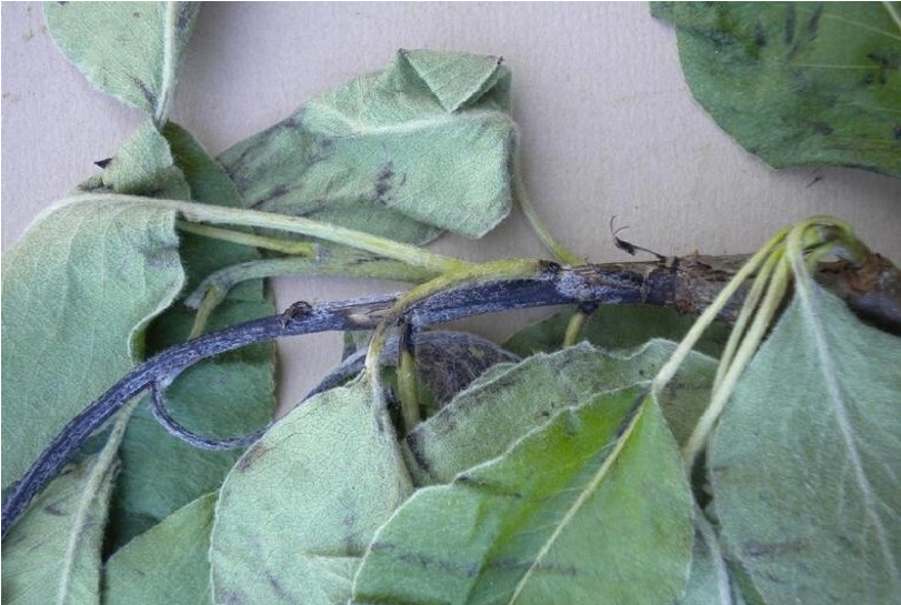 Tree branch is turning black with progressing fire blight infection
