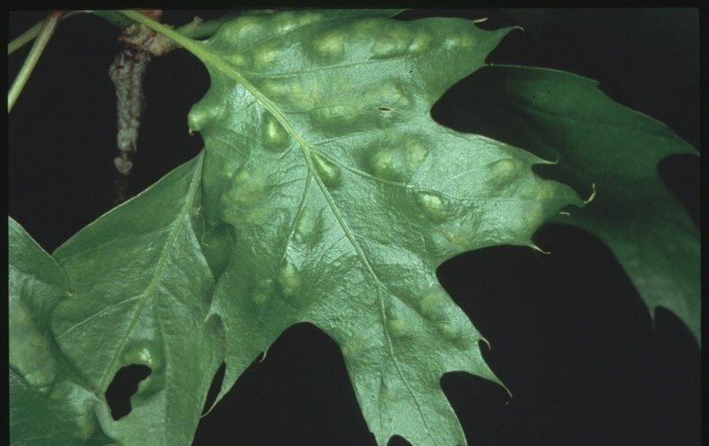 Young blisters on an Oak leaf