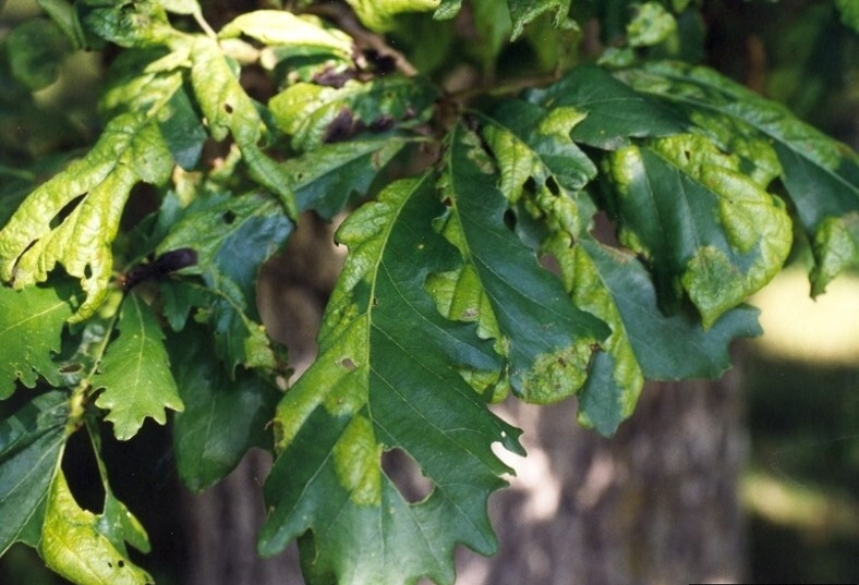 Large areas on leaves affected by oak leaf blister