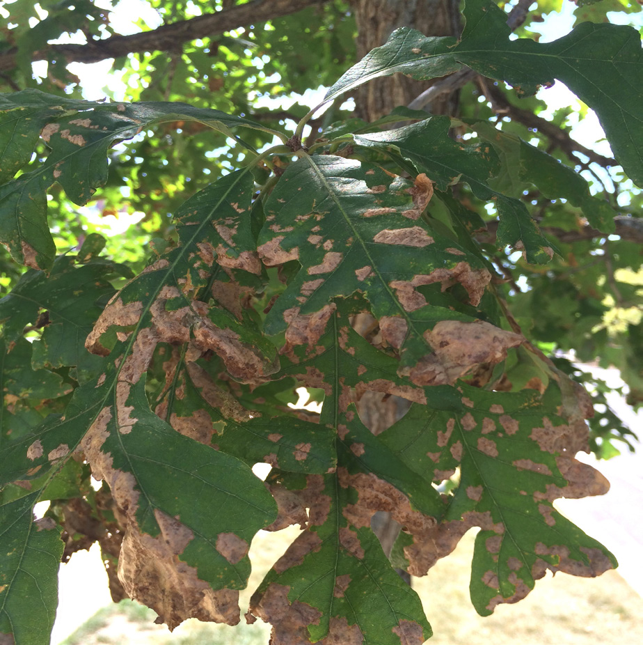 Browning blisters on oak leaves