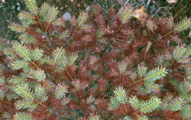 Bronze colored needles long infected by Rhizosphaera