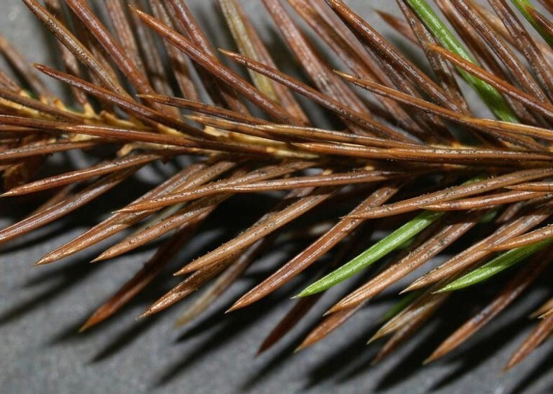 The dark fungal fruiting bodies on spruce needles