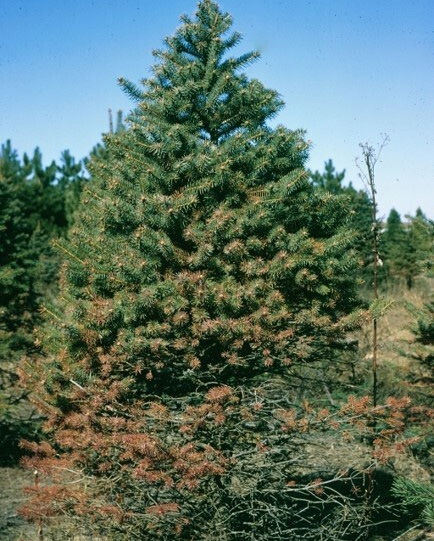 The overall pattern of infection on a photo of an entire tree.