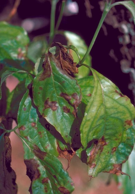 Necrotic, brown areas on leaves affected by Anthracnose.