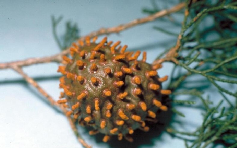 Orange structures developing on the round brown gall formed on a juniper.