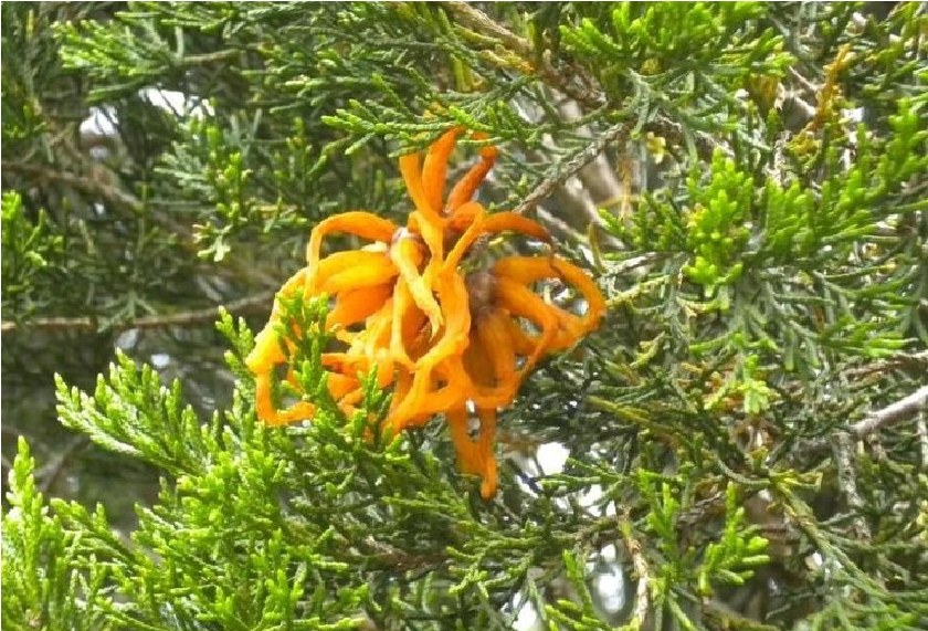 fully developed orange galls on a juniper bush.