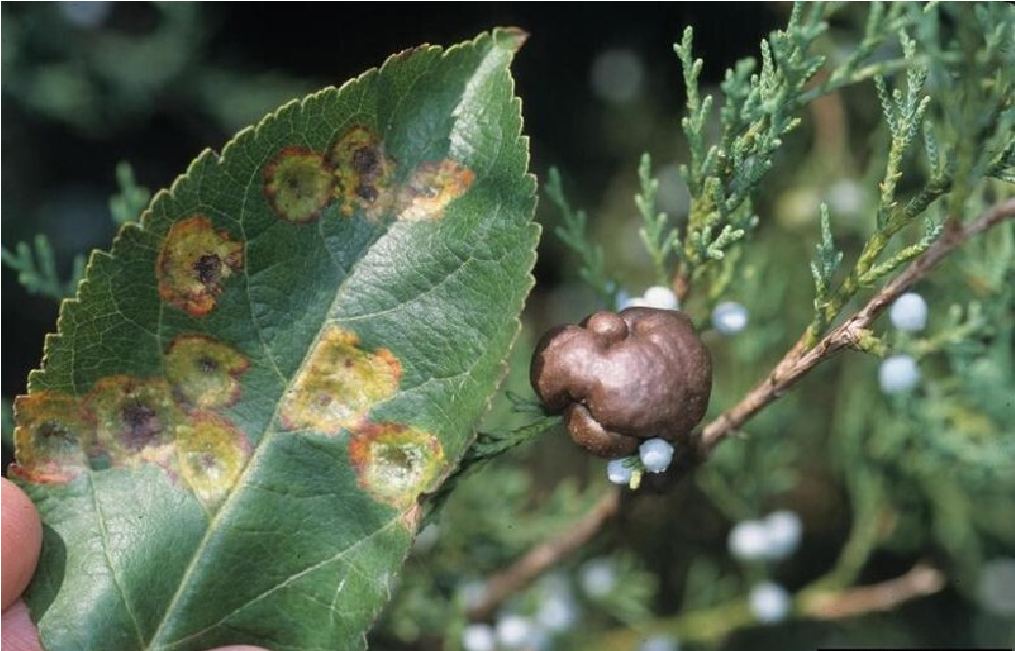 A round, brown, cedar apple rust gall on a juniper in the background with an apple leaf with spots caused by the rust in the foreground.