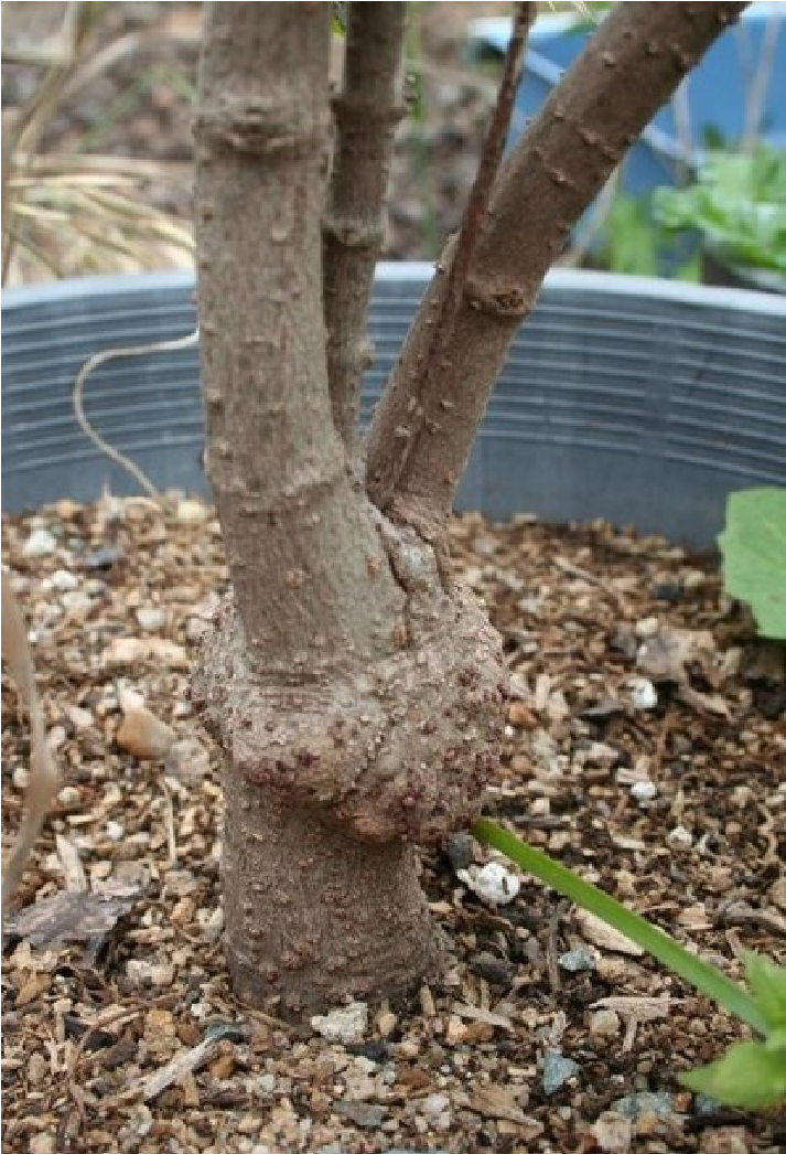 Crown galll developing on a main stem of a tree.