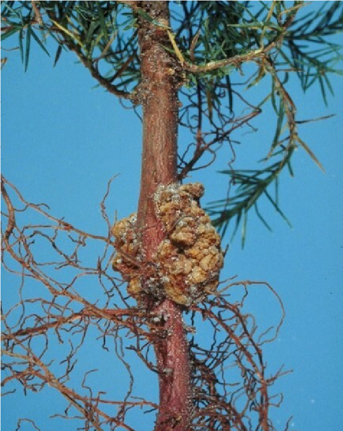 Young crown gall at the base of a young tree.