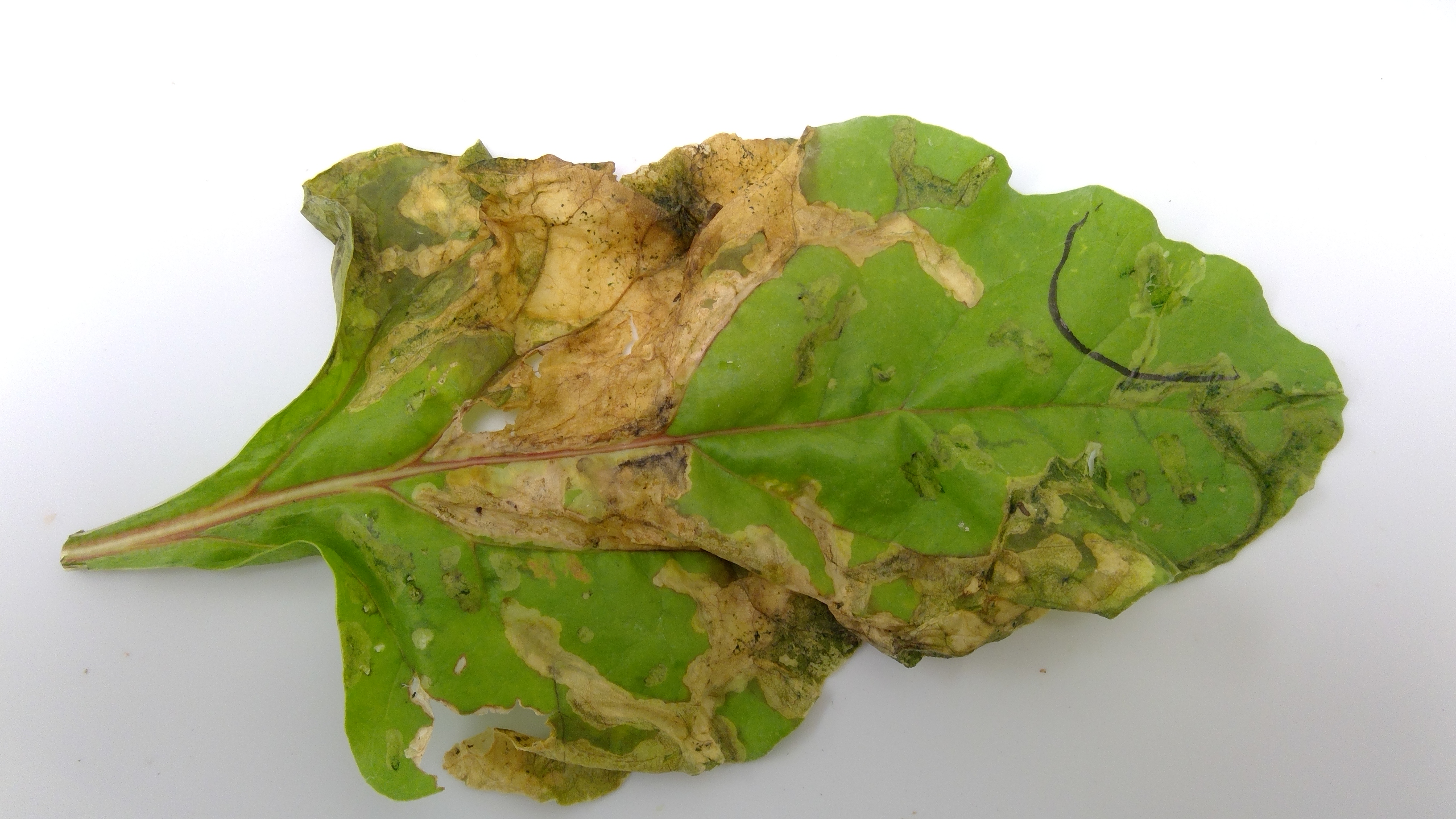 Leafminer damage on a leaf.