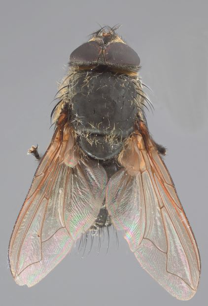 An image of a cluster fly. It is black and hairy.