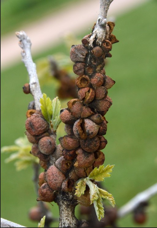 Rough bulletgall wasp matter on a tree branch