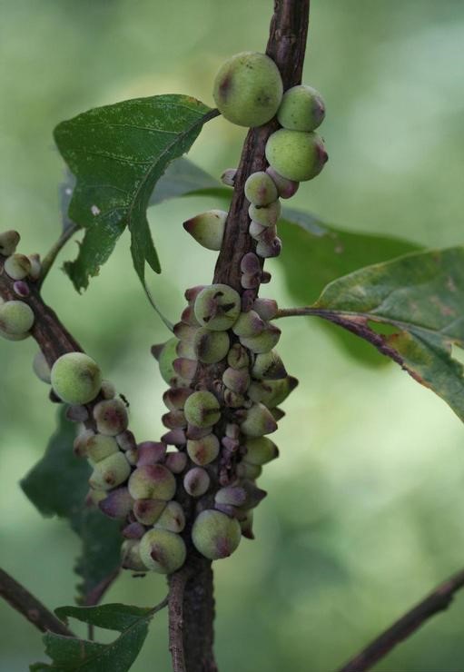 Rough bulletgall wasp damage