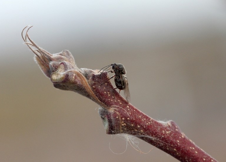 Rough bulletgall wasp on a twig