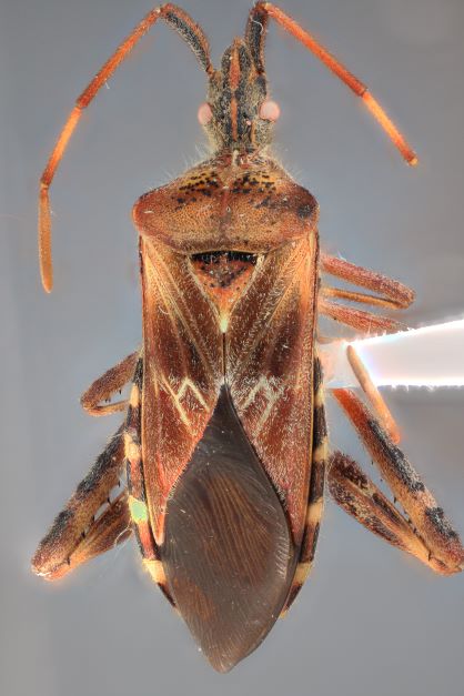 An image of a Western Conifer Seedbug