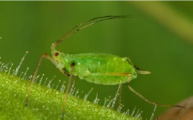 Figure 1: Photo of a small green insect with long antennae, on a leaf