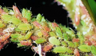 Figure 2: Photo of a branch that is completely covered in feeding aphids