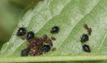 Figure 3: Photo of a group of dark-colored aphids on a green leaf