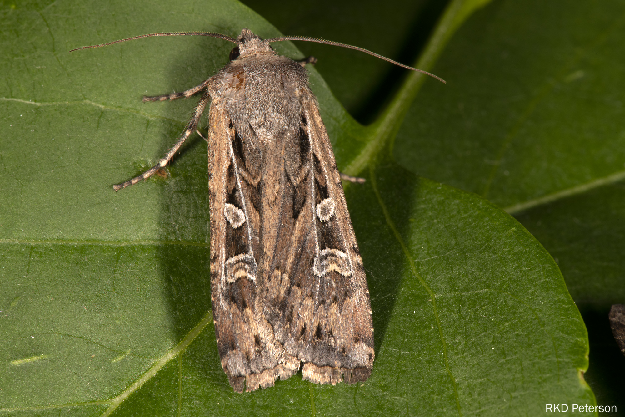 This photo shows an image of an adult army cutworm with its brown wings and spots.