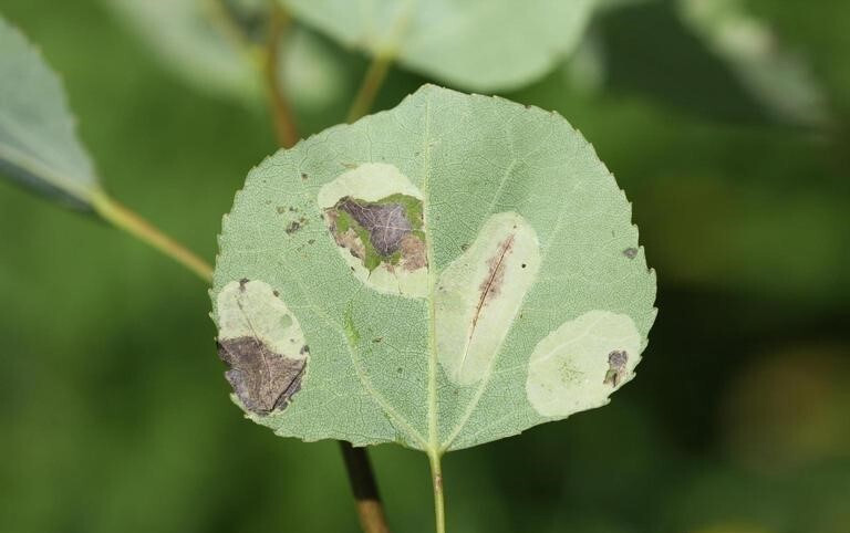 Photo of the underside of an aspen leaf that has large gray and brown patches of heavy damage