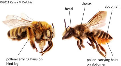 photo diagram of bee body parts, including the head, thorax, abdomen, and pollen-carrying hairs