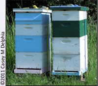 Man-made beehives, photo credit Casey Delphia