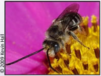 Long horned bee drinking nectar from a pink flower, photo credit Kevin Hall
