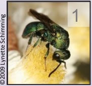 Quiz image 1: Four-winged insect with no pollen-carrying hairs