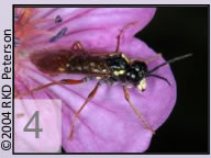 Quiz image 4: shiny and slender flying insect