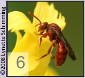 Quiz image 6: flying insect with a red body and thick antennae